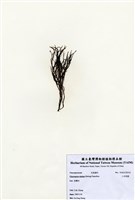 藏品(小毛孢藻)的圖片